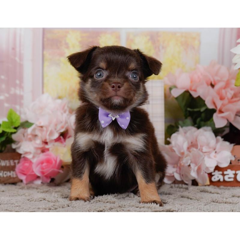 販売中の神奈川県のチワワ(ロングコート)-448258の13枚目