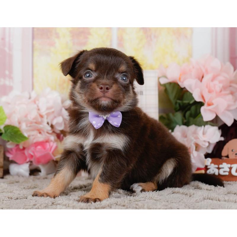 販売中の神奈川県のチワワ(ロングコート)-448258の10枚目