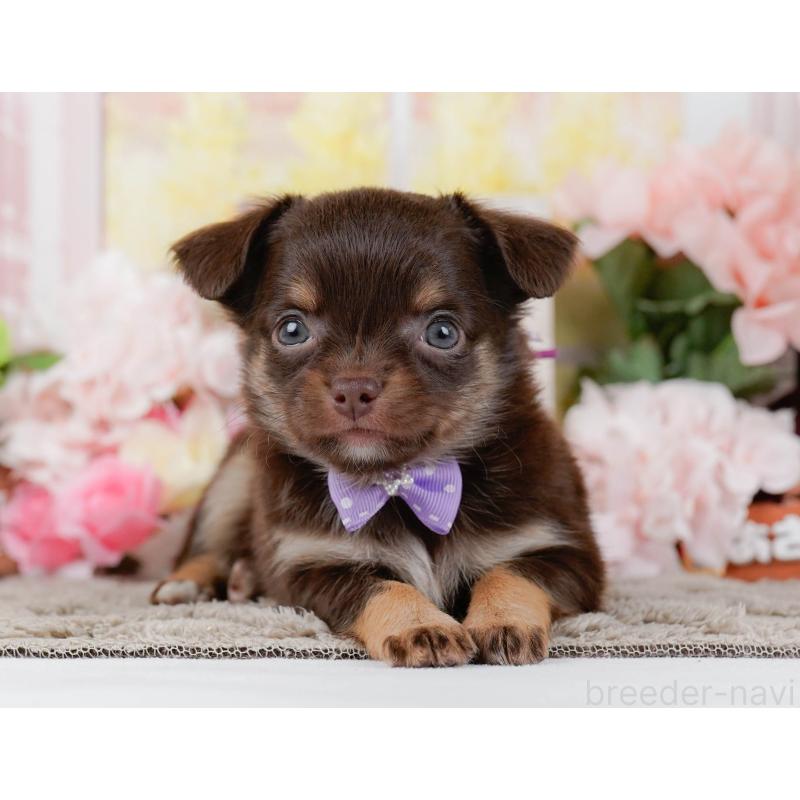 販売中の神奈川県のチワワ(ロングコート)-448258の9枚目