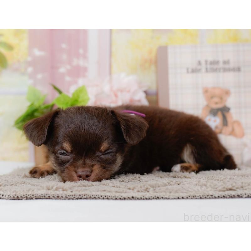 販売中の神奈川県のチワワ(ロングコート)-448258の8枚目