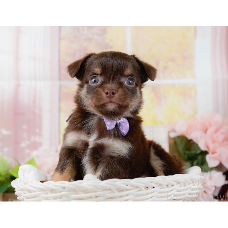 販売中の神奈川県のチワワ(ロングコート)-448258の7枚目