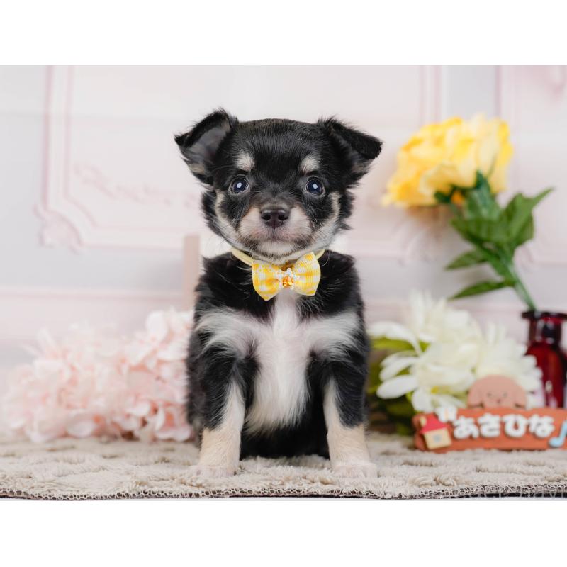 販売中の神奈川県のチワワ(ロングコート)-448261の13枚目