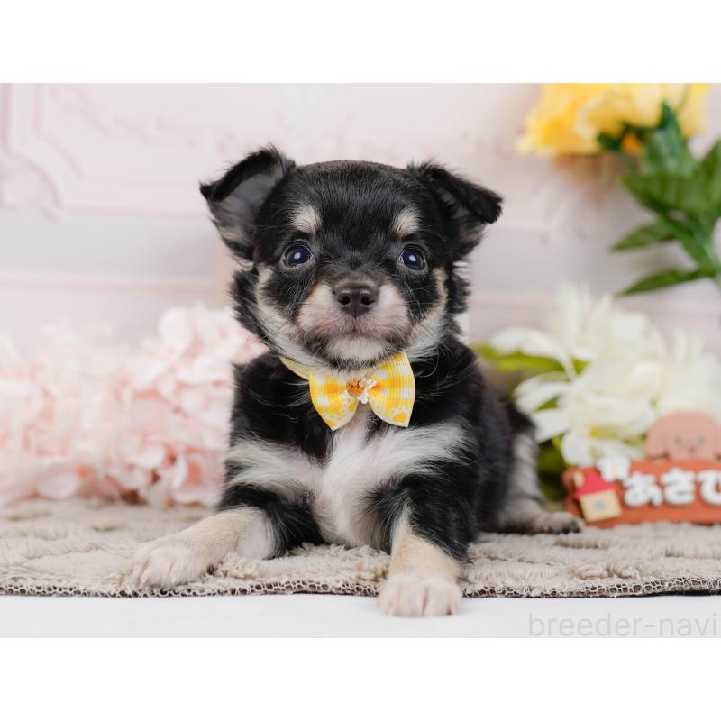 販売中の神奈川県のチワワ(ロングコート)-448261の12枚目