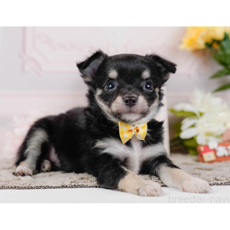 販売中の神奈川県のチワワ(ロングコート)-448261の11枚目