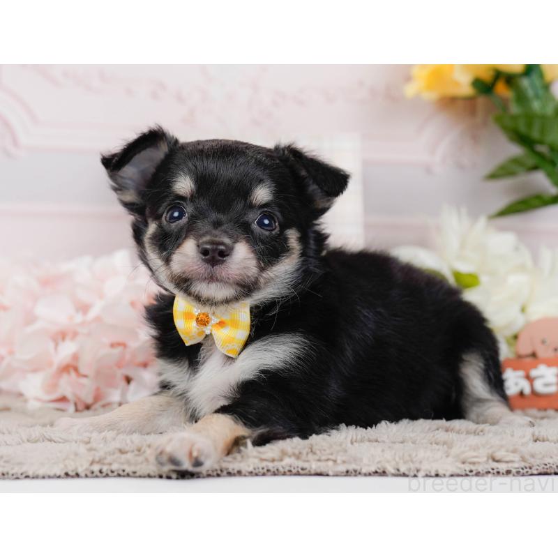 販売中の神奈川県のチワワ(ロングコート)-448261の10枚目