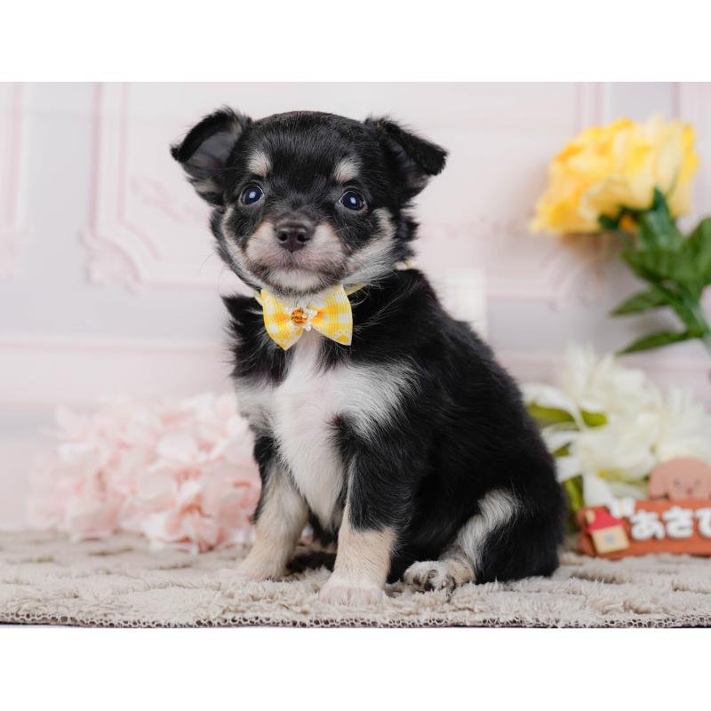 販売中の神奈川県のチワワ(ロングコート)-448261の9枚目