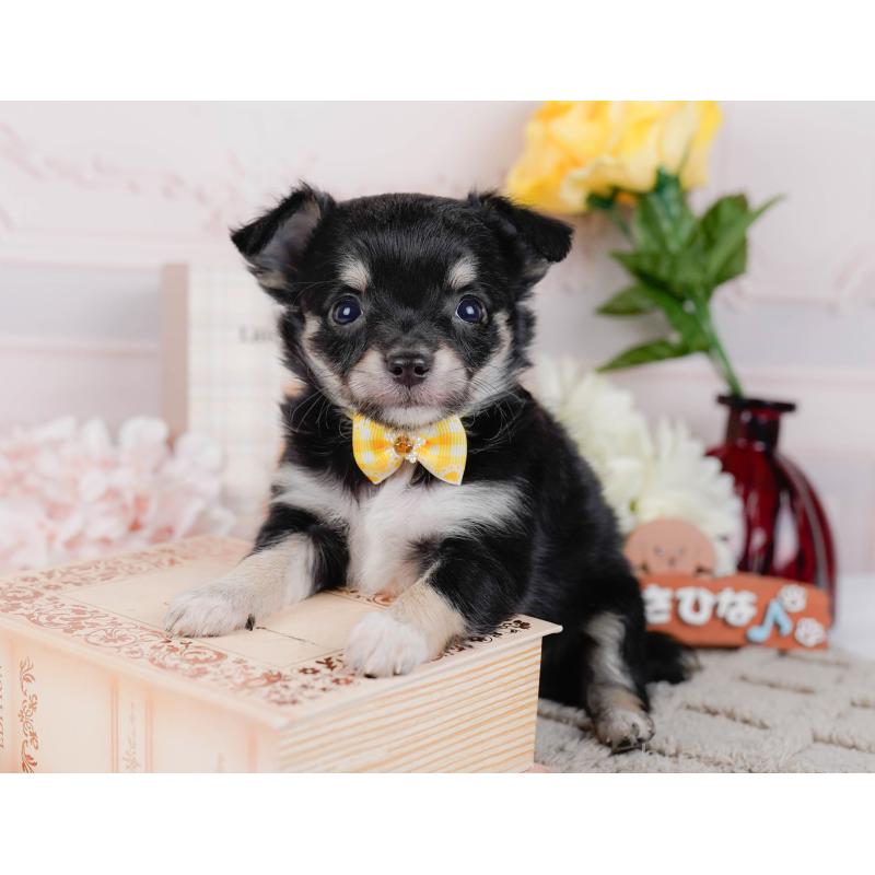 販売中の神奈川県のチワワ(ロングコート)-448261の8枚目