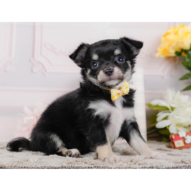 販売中の神奈川県のチワワ(ロングコート)-448261の7枚目