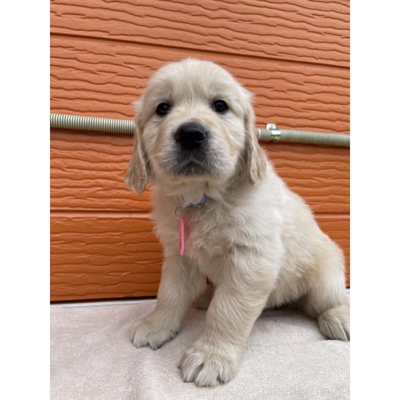 販売中の茨城県のゴールデンレトリーバー-447961の7枚目