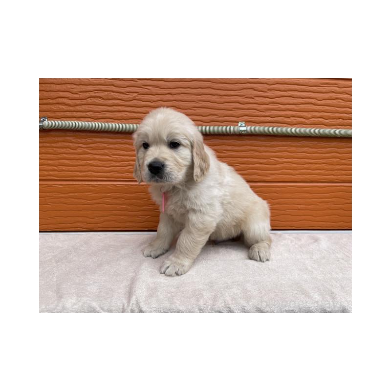 販売中の茨城県のゴールデンレトリーバー-447961の6枚目