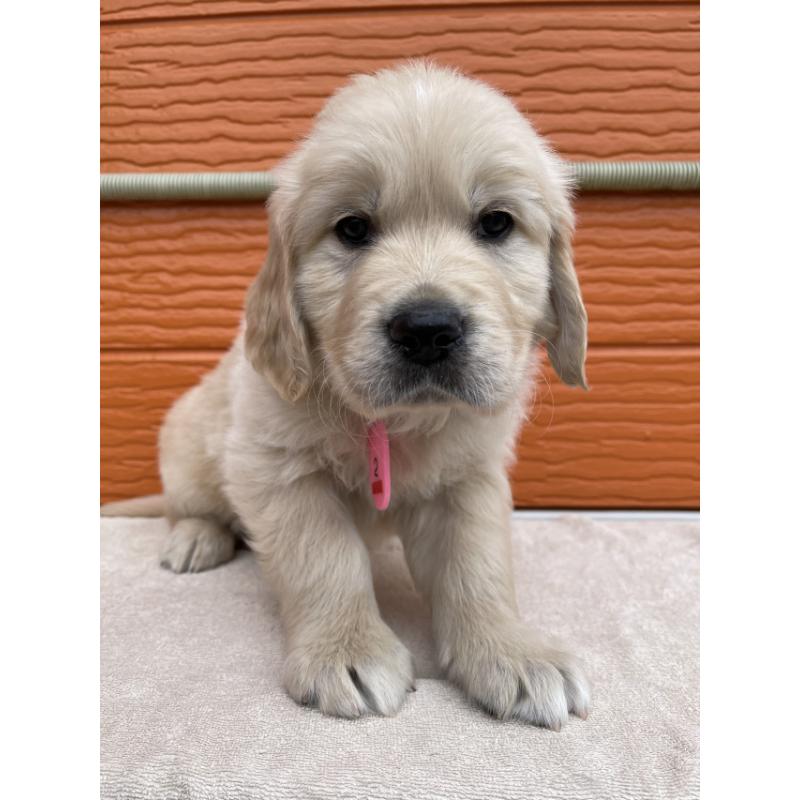 販売中の茨城県のゴールデンレトリーバー-447961