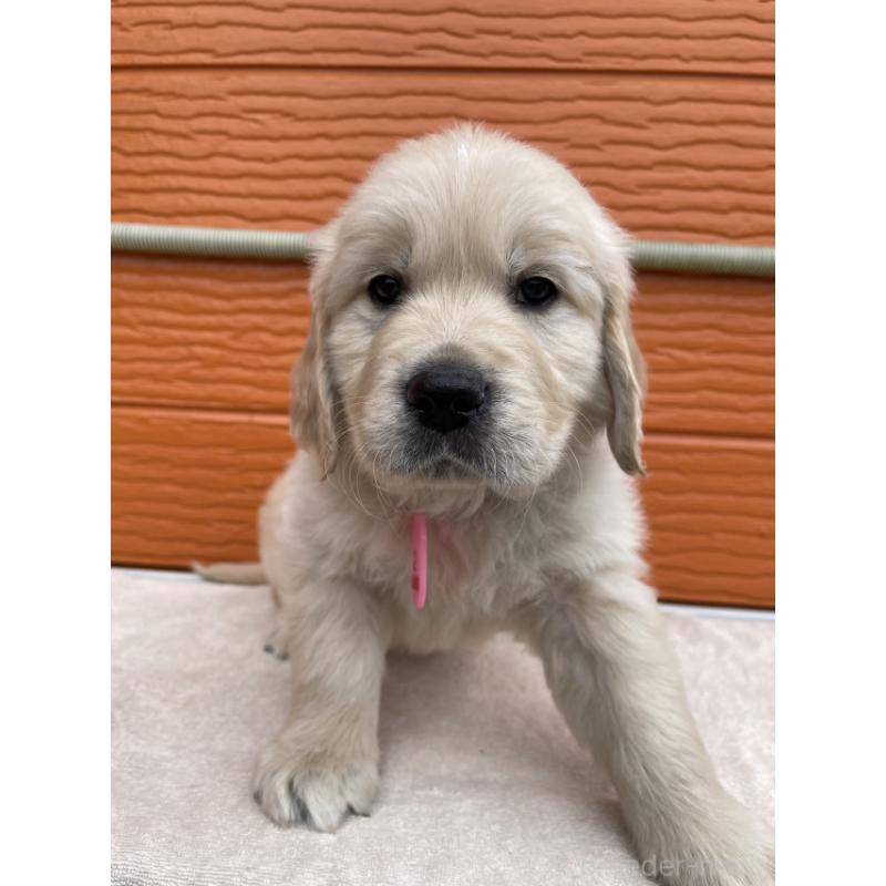 販売中の茨城県のゴールデンレトリーバー-447961の4枚目