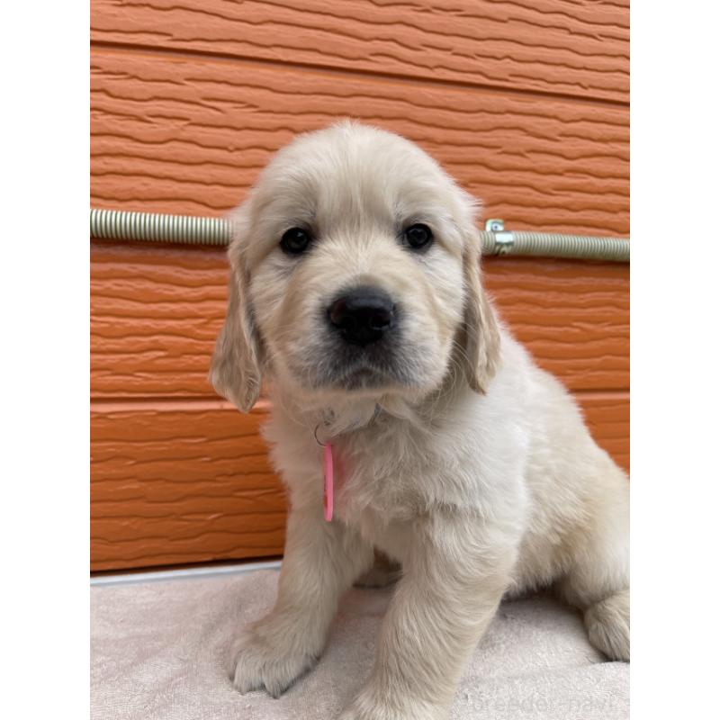 販売中の茨城県のゴールデンレトリーバー-447961の2枚目