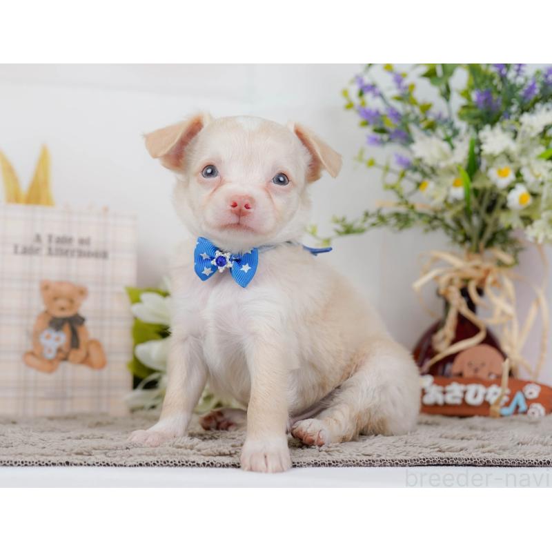 販売中の神奈川県のチワワ(ロングコート)-448262の9枚目