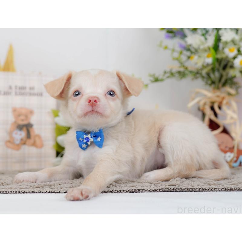 販売中の神奈川県のチワワ(ロングコート)-448262の8枚目