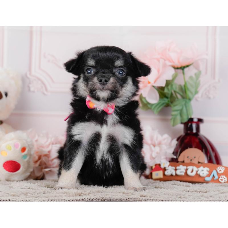 販売中の神奈川県のチワワ(ロングコート)-448270の13枚目