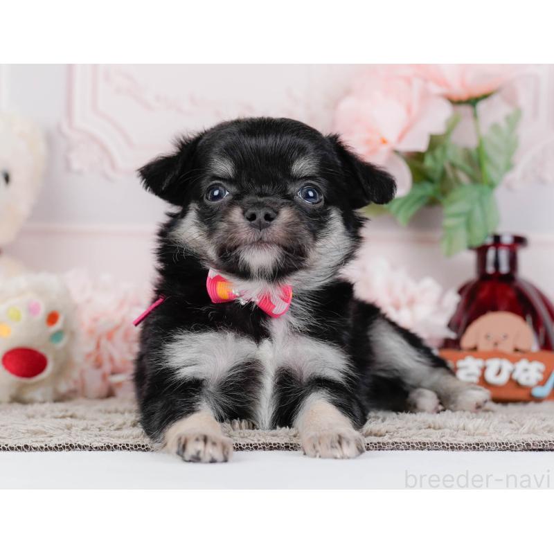 販売中の神奈川県のチワワ(ロングコート)-448270の12枚目