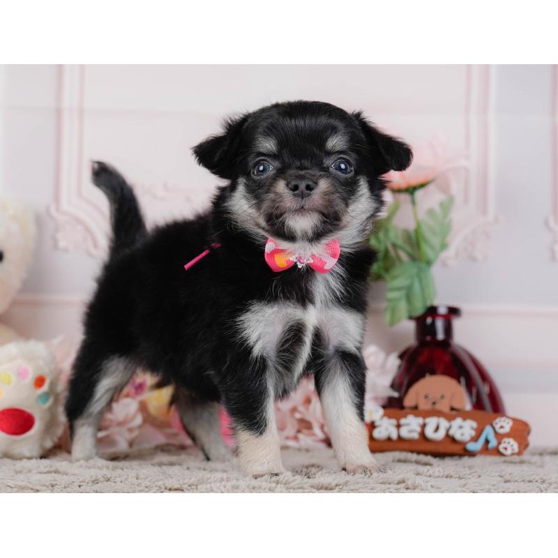 販売中の神奈川県のチワワ(ロングコート)-448270の11枚目