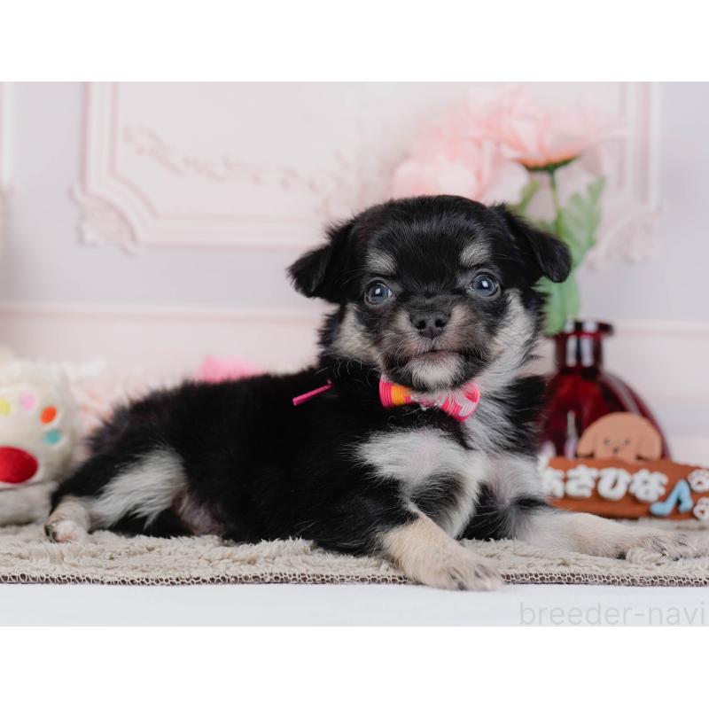 販売中の神奈川県のチワワ(ロングコート)-448270の10枚目