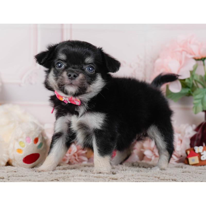 販売中の神奈川県のチワワ(ロングコート)-448270の9枚目