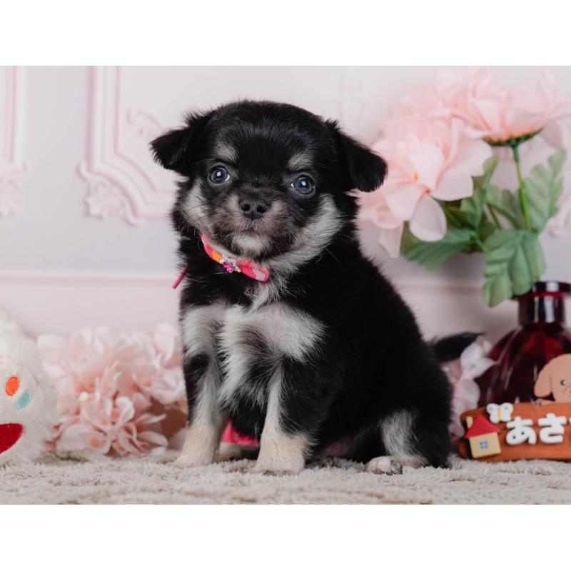 販売中の神奈川県のチワワ(ロングコート)-448270の8枚目