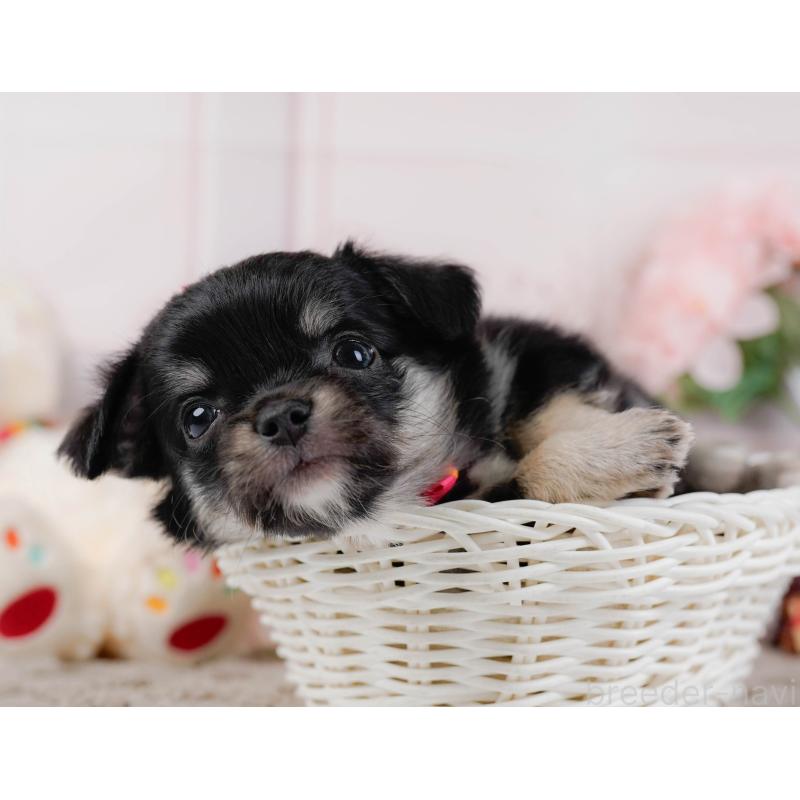 販売中の神奈川県のチワワ(ロングコート)-448270の7枚目