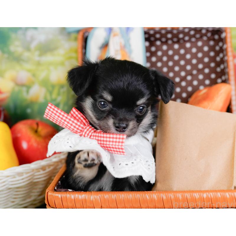 販売中の神奈川県のチワワ(ロングコート)-448270の6枚目