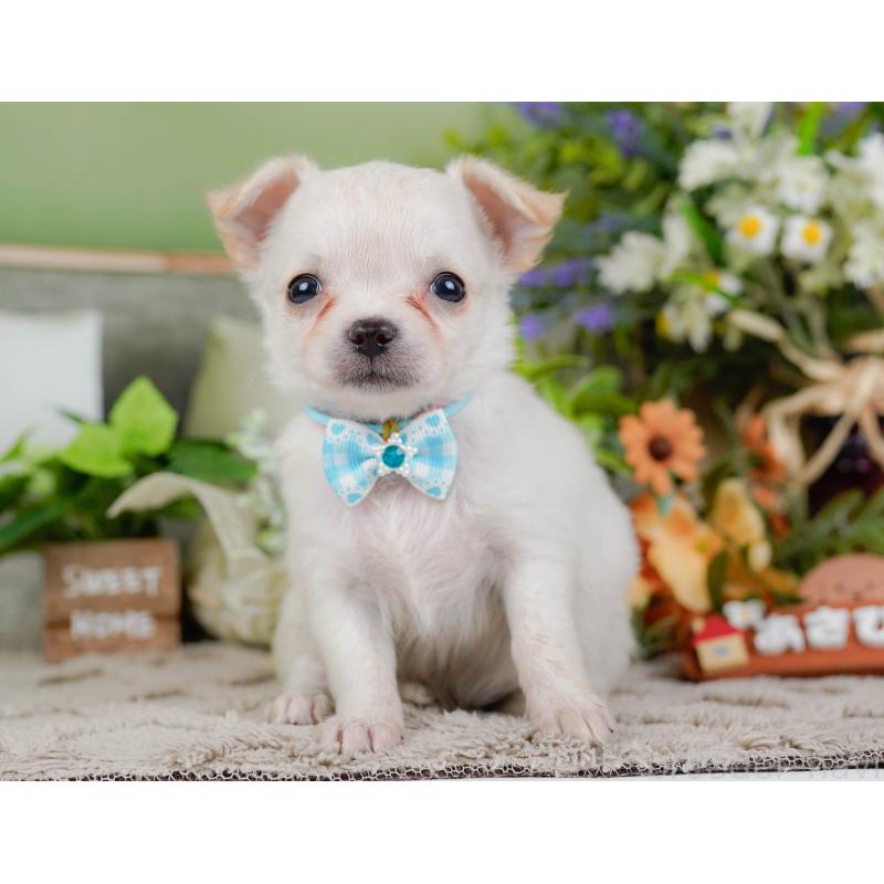 販売中の神奈川県のチワワ(ロングコート)-448268の13枚目