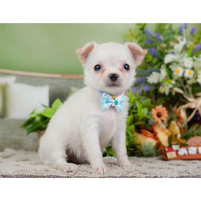 販売中の神奈川県のチワワ(ロングコート)-448268の12枚目