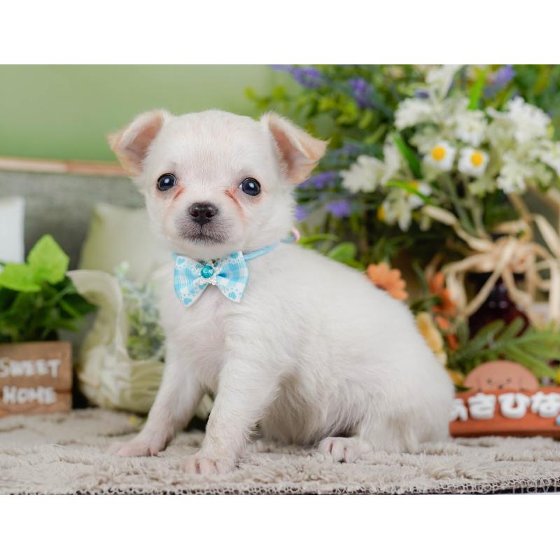 販売中の神奈川県のチワワ(ロングコート)-448268の10枚目