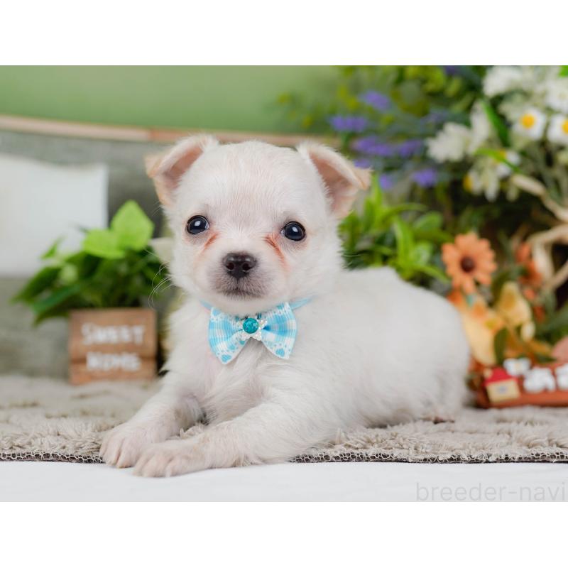 販売中の神奈川県のチワワ(ロングコート)-448268の9枚目