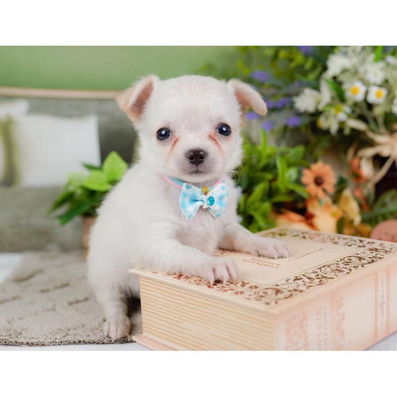 販売中の神奈川県のチワワ(ロングコート)-448268の8枚目