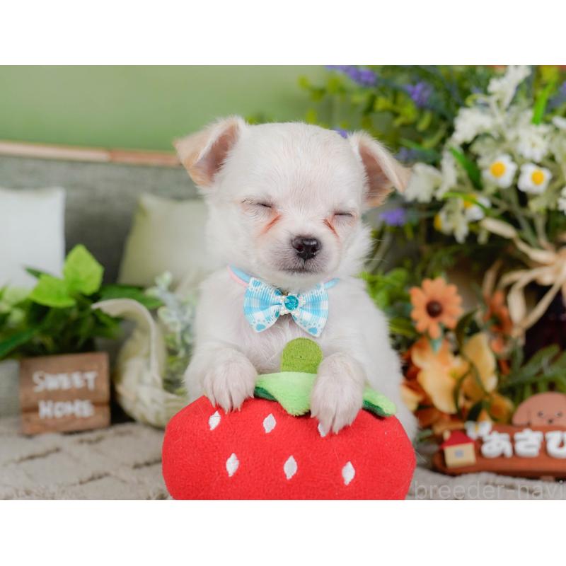 販売中の神奈川県のチワワ(ロングコート)-448268の7枚目