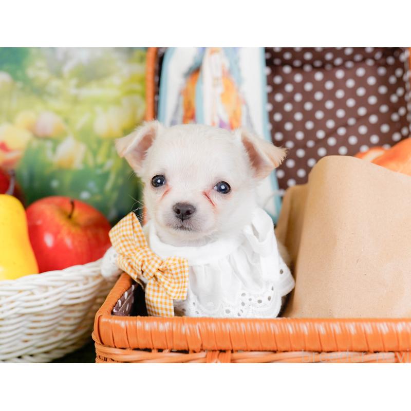 販売中の神奈川県のチワワ(ロングコート)-448268の6枚目