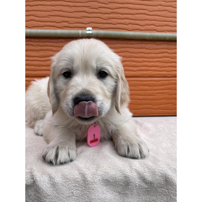 販売中の茨城県のゴールデンレトリーバー-447962の7枚目