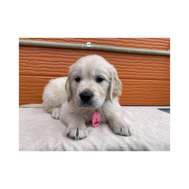 販売中の茨城県のゴールデンレトリーバー-447962の6枚目