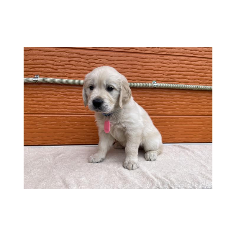 販売中の茨城県のゴールデンレトリーバー-447962の4枚目