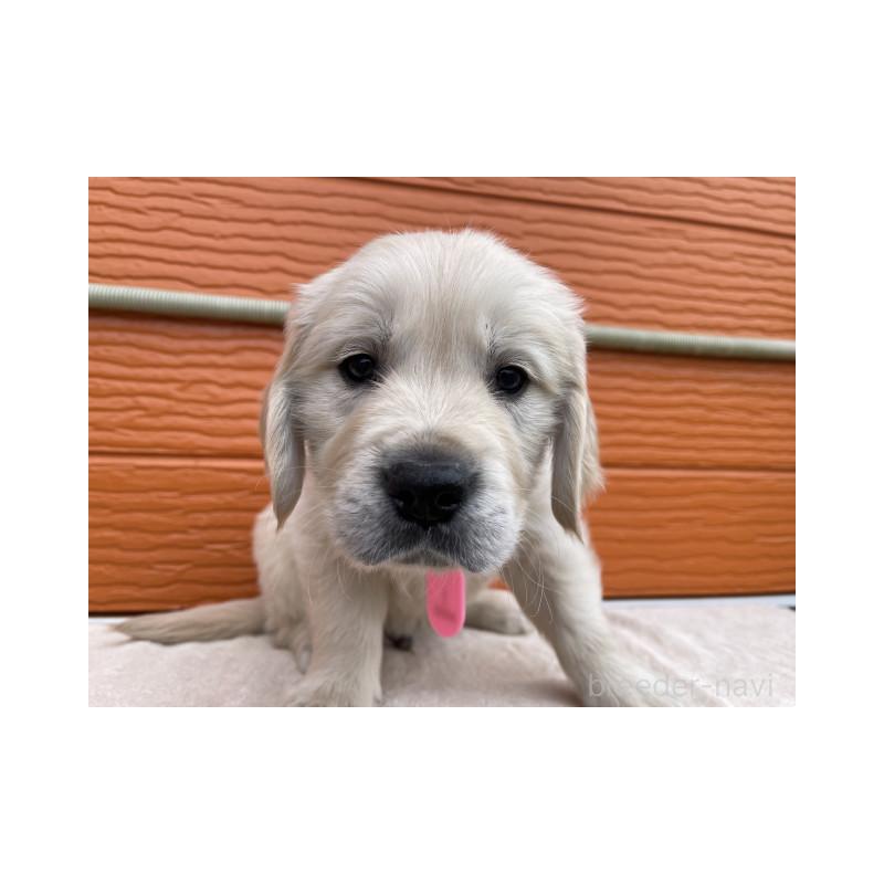 販売中の茨城県のゴールデンレトリーバー-447962の5枚目