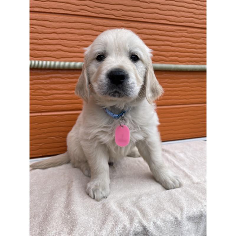 販売中の茨城県のゴールデンレトリーバー-447962の3枚目