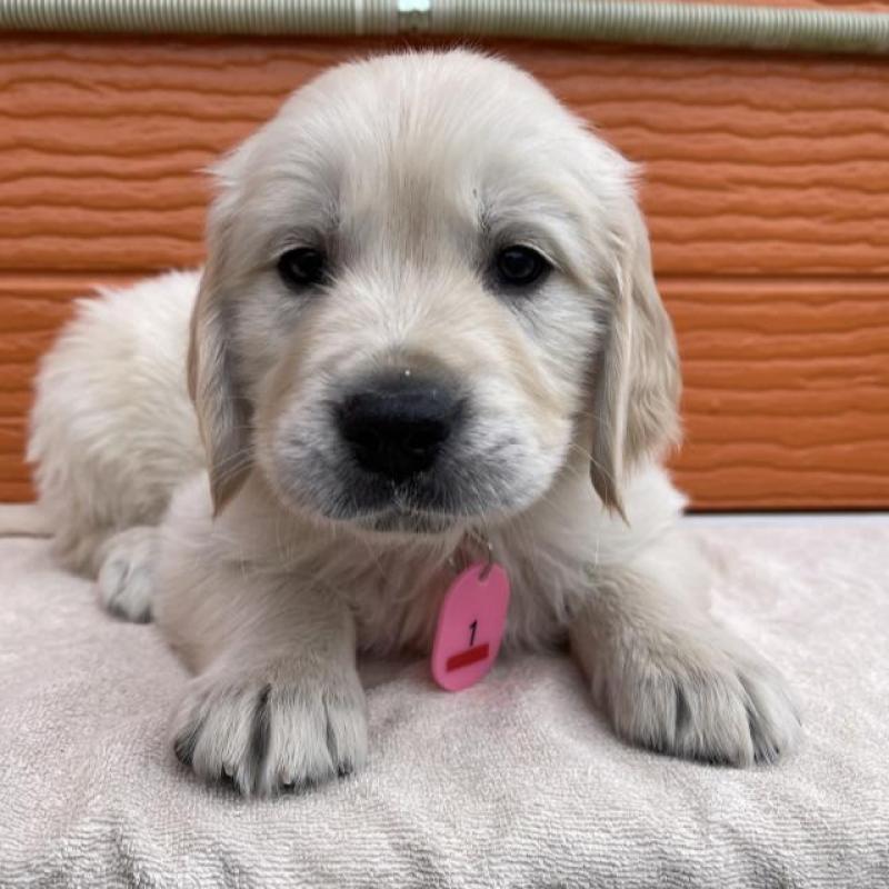 販売中の茨城県のゴールデンレトリーバー-447962