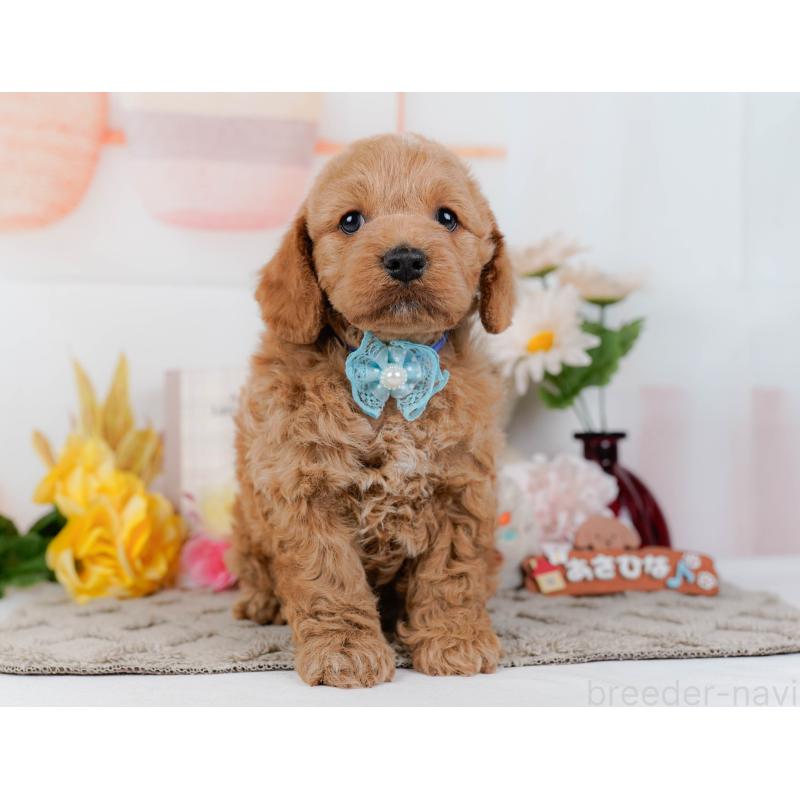 販売中の神奈川県のコッカプー:アメリカンコッカースパニエル×トイプードル-448216の13枚目