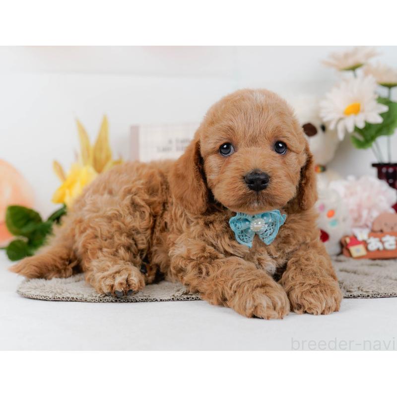 販売中の神奈川県のコッカプー:アメリカンコッカースパニエル×トイプードル-448216の11枚目