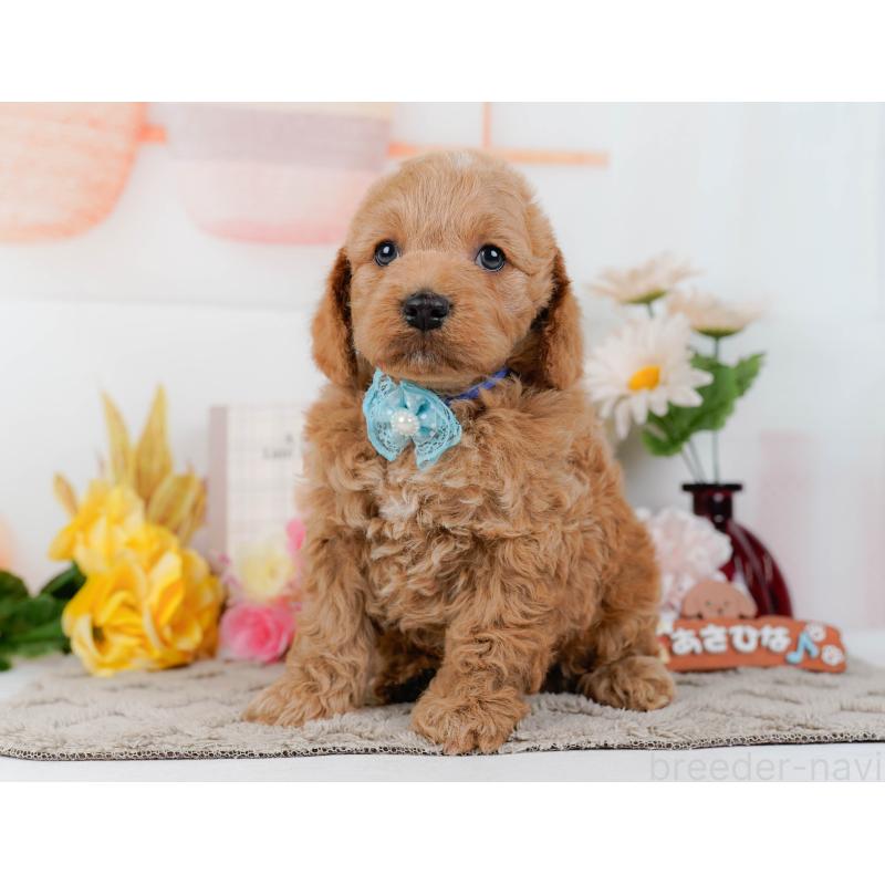 販売中の神奈川県のコッカプー:アメリカンコッカースパニエル×トイプードル-448216の10枚目
