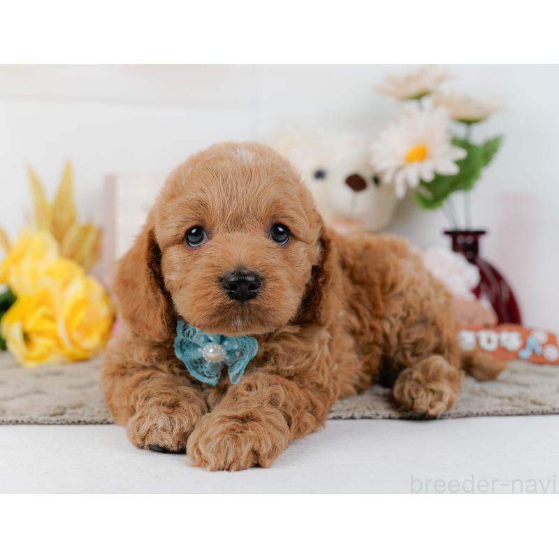 販売中の神奈川県のコッカプー:アメリカンコッカースパニエル×トイプードル-448216の9枚目