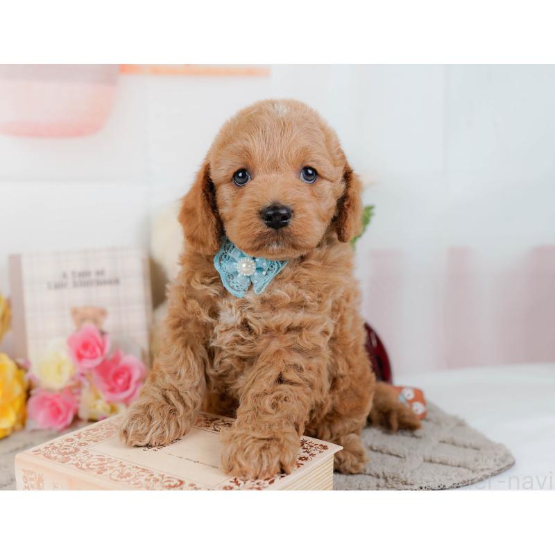 販売中の神奈川県のコッカプー:アメリカンコッカースパニエル×トイプードル-448216の8枚目