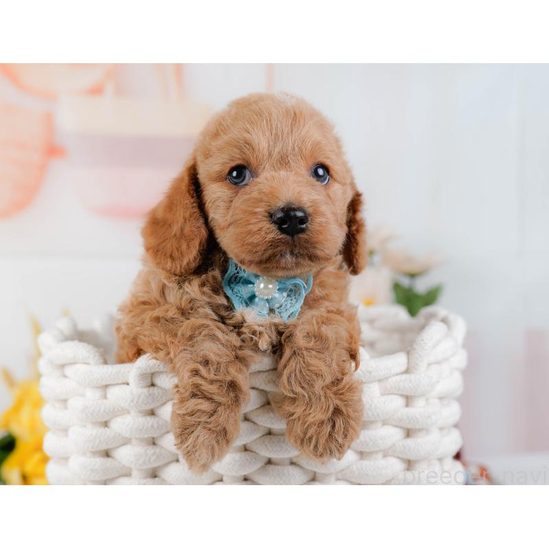 販売中の神奈川県のコッカプー:アメリカンコッカースパニエル×トイプードル-448216の7枚目