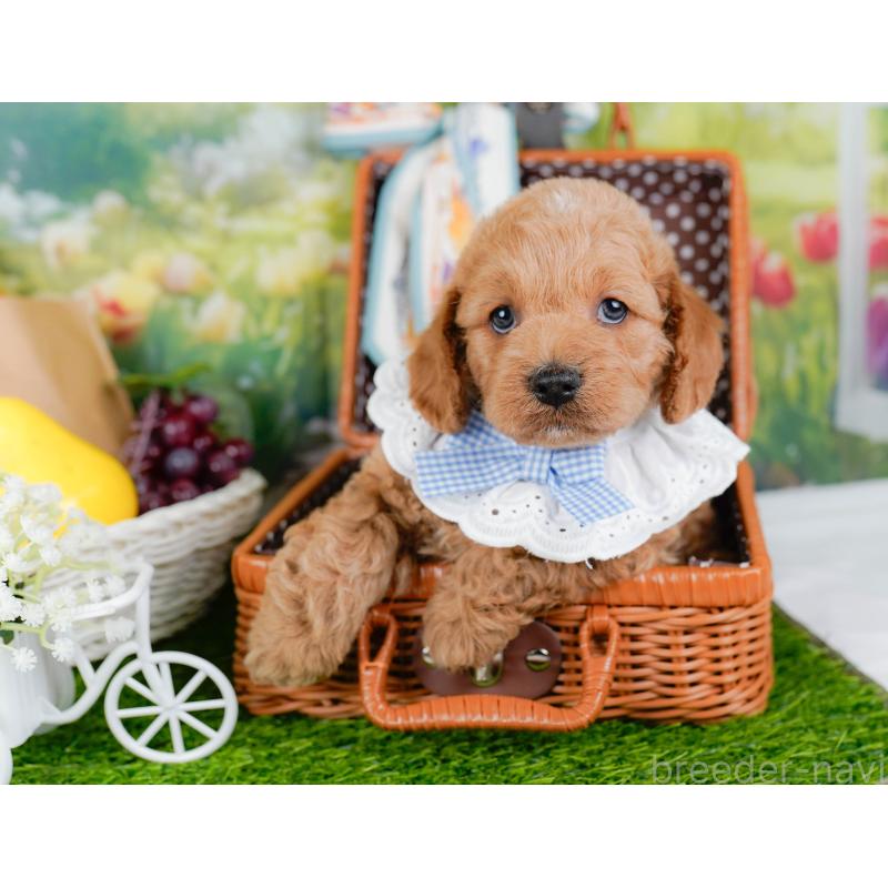 販売中の神奈川県のコッカプー:アメリカンコッカースパニエル×トイプードル-448216の6枚目