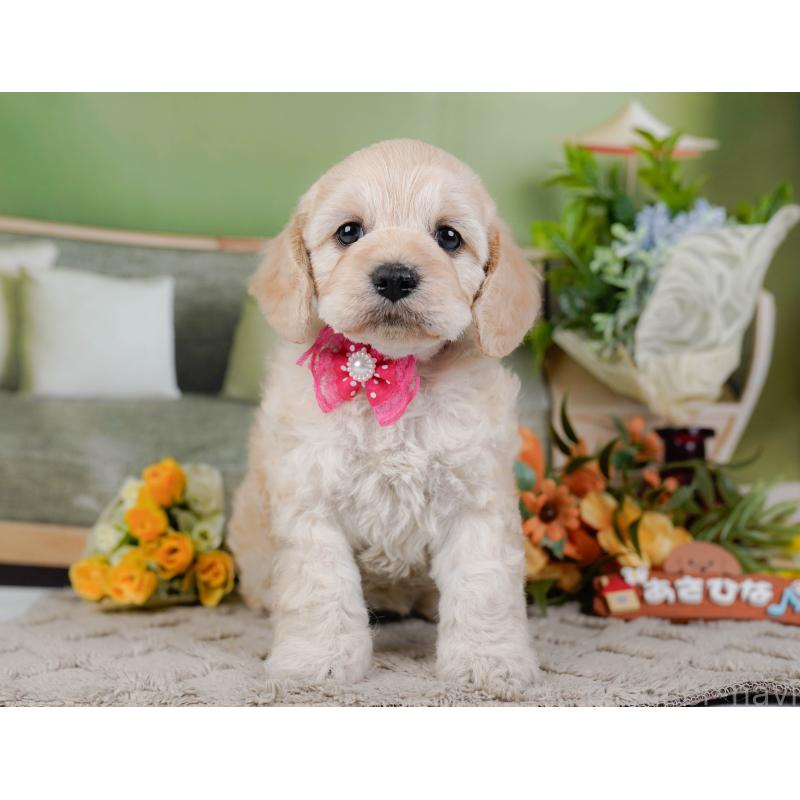 販売中の神奈川県のコッカプー:アメリカンコッカースパニエル×トイプードル-448218の13枚目