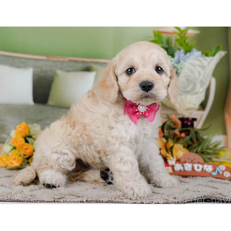 販売中の神奈川県のコッカプー:アメリカンコッカースパニエル×トイプードル-448218の11枚目