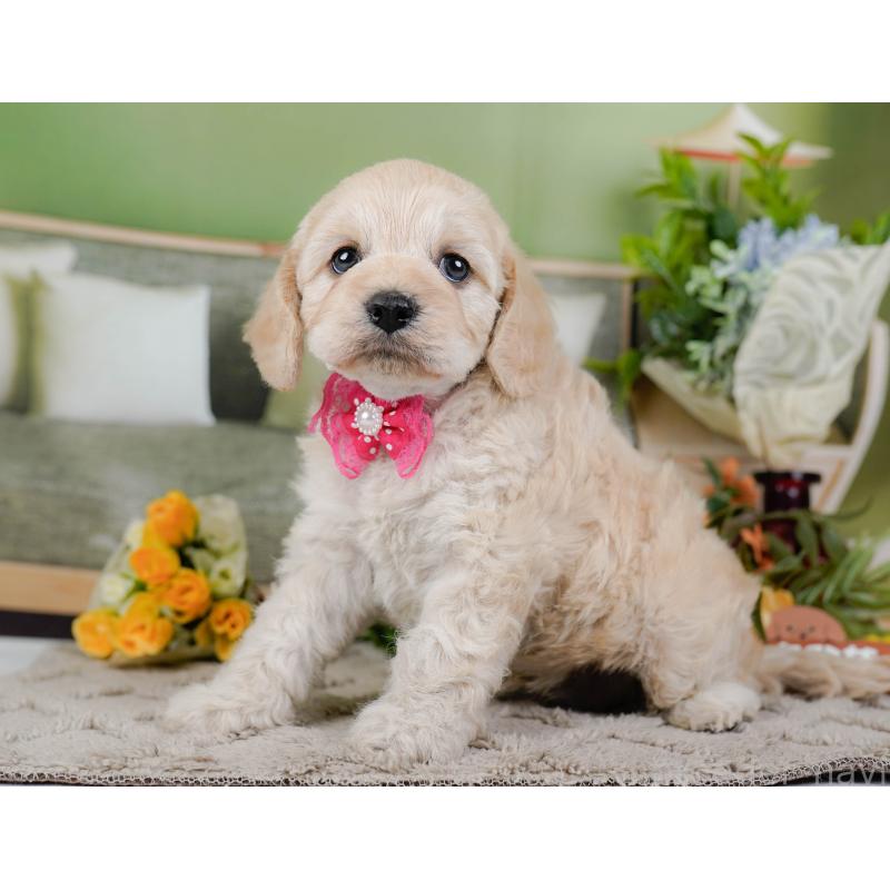 販売中の神奈川県のコッカプー:アメリカンコッカースパニエル×トイプードル-448218の10枚目